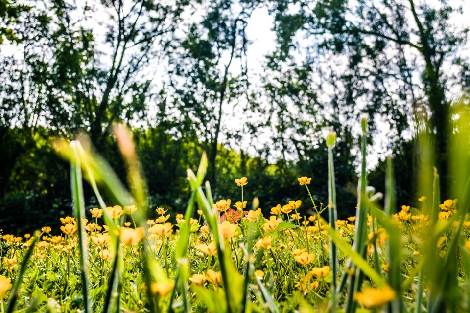 Wildflowers in the meadow