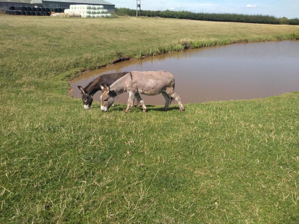 Donkeys by the pond
