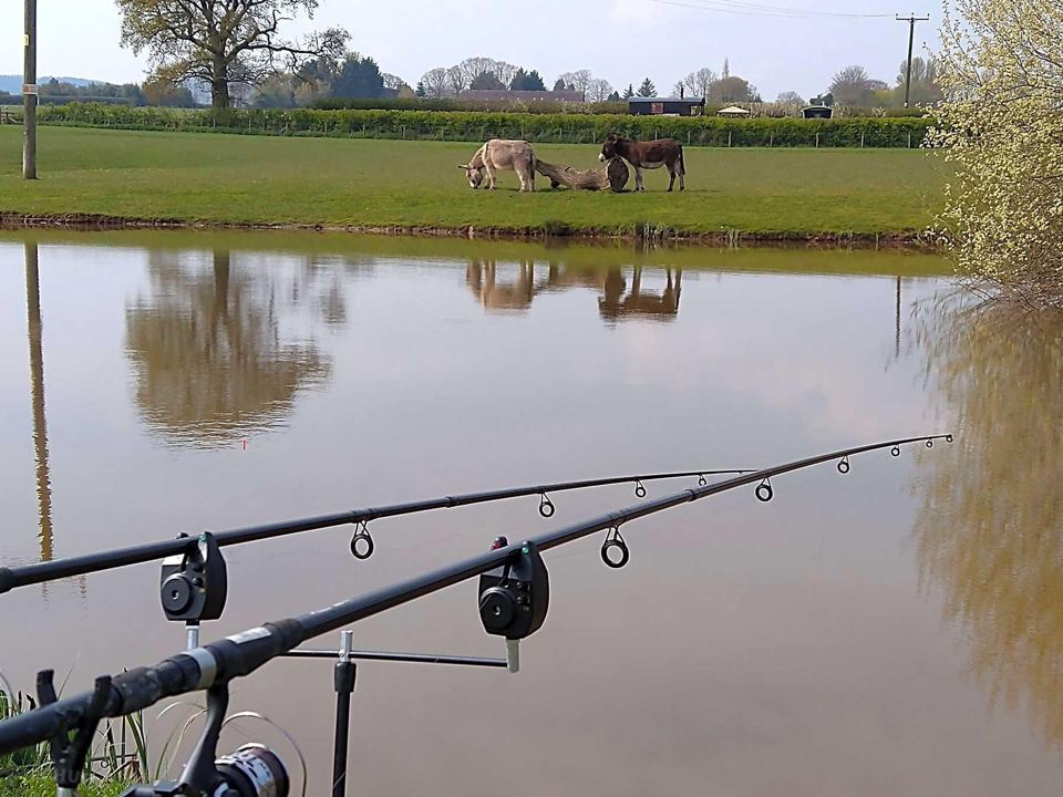 Rods set up at the pond
