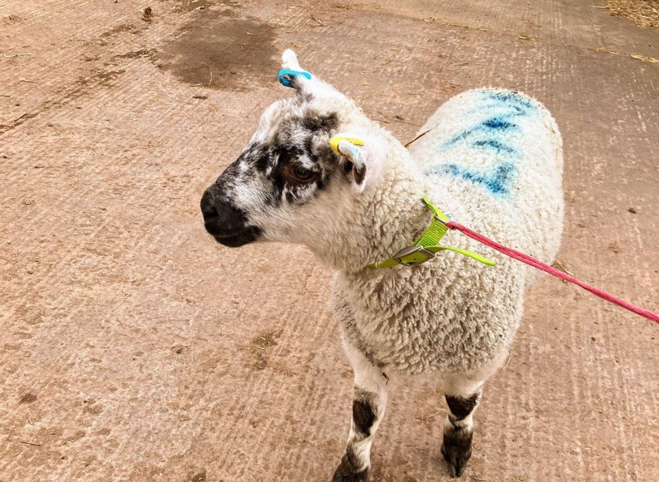 Lamb on the farm