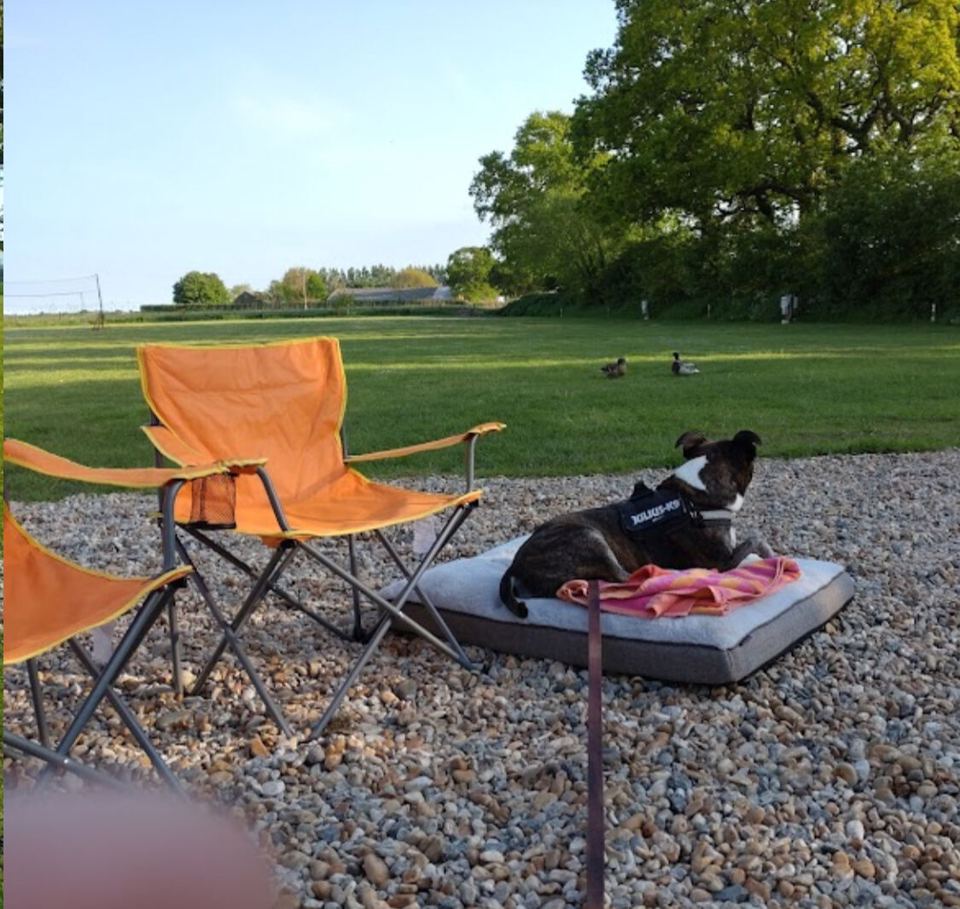 Gravel standing with a dog