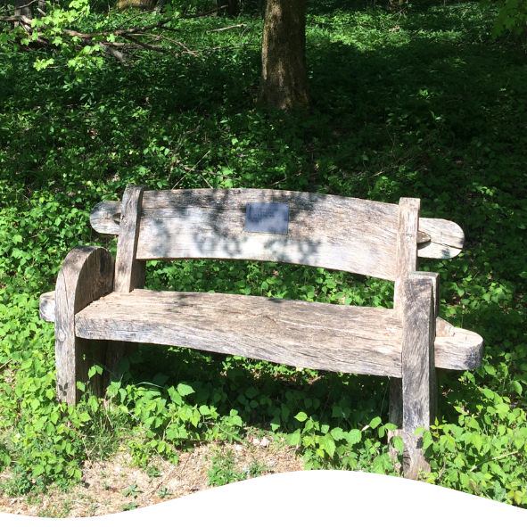 Wooden bench in the woods