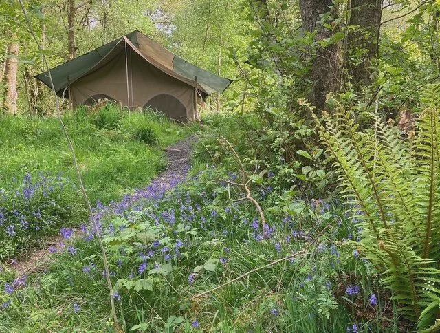 Safari tent in the bluebells