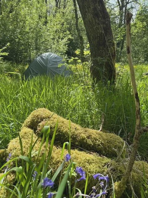 Wild camping spot in the woods