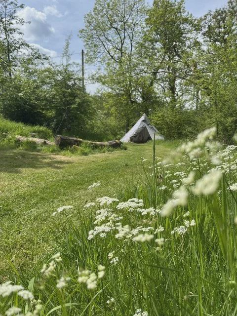 Bell tent in the meadow