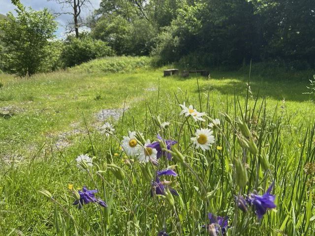Meadow with wild flowers