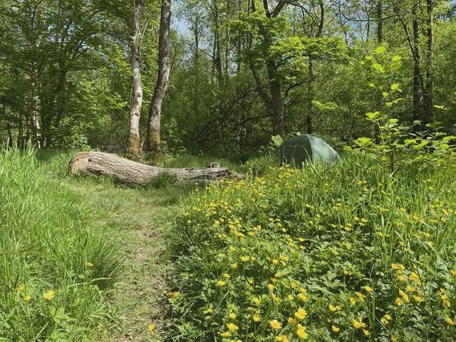 Tent by a fallen log