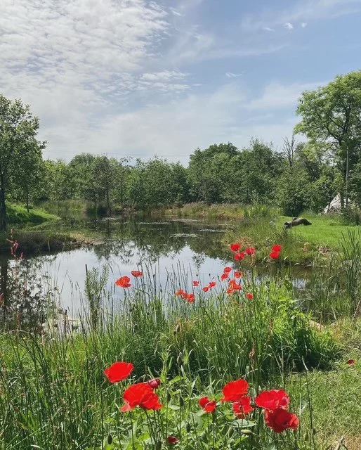 Pond with poppies