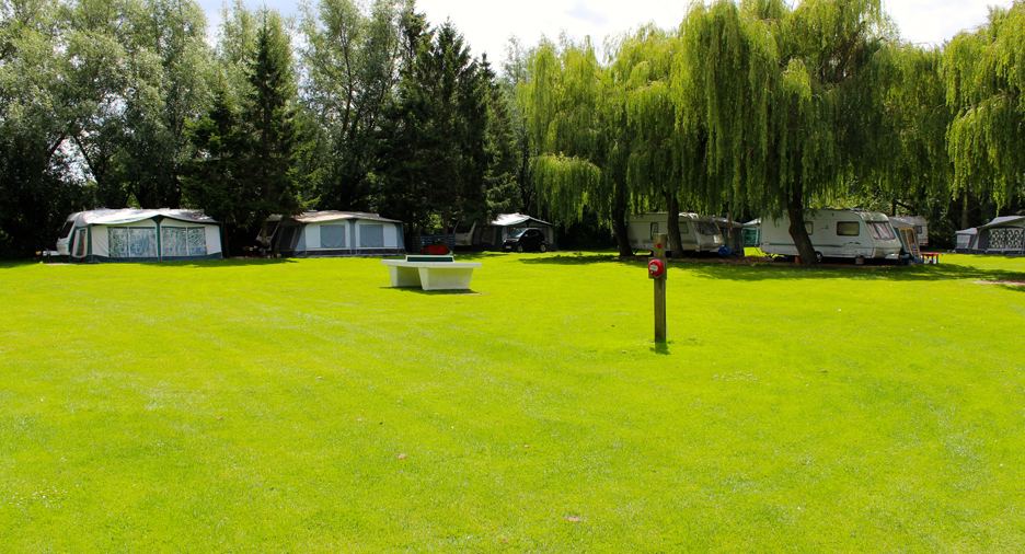 Pitches under willow trees