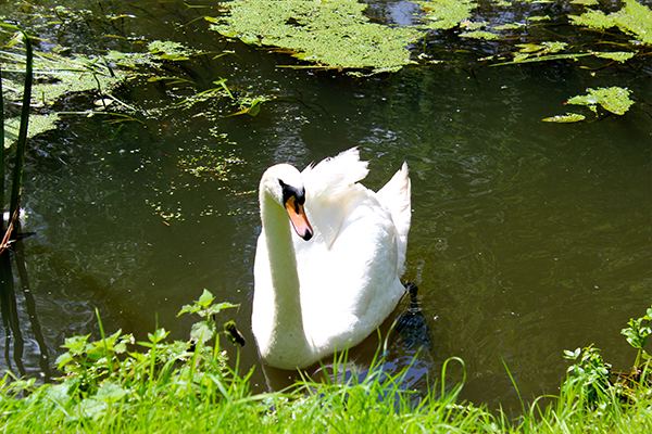 Swan on the river