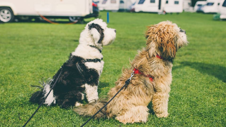 Dogs on the grass pitches