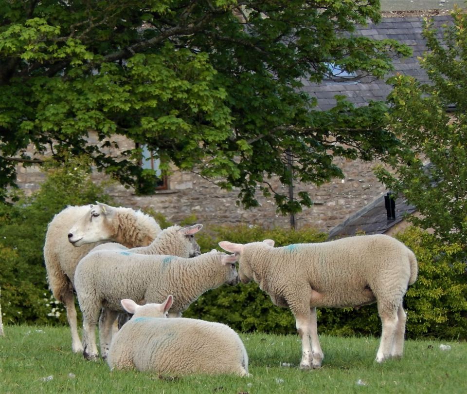 Sheep in the field