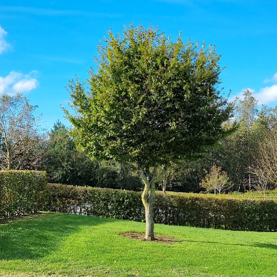 Lawn and trees on the site