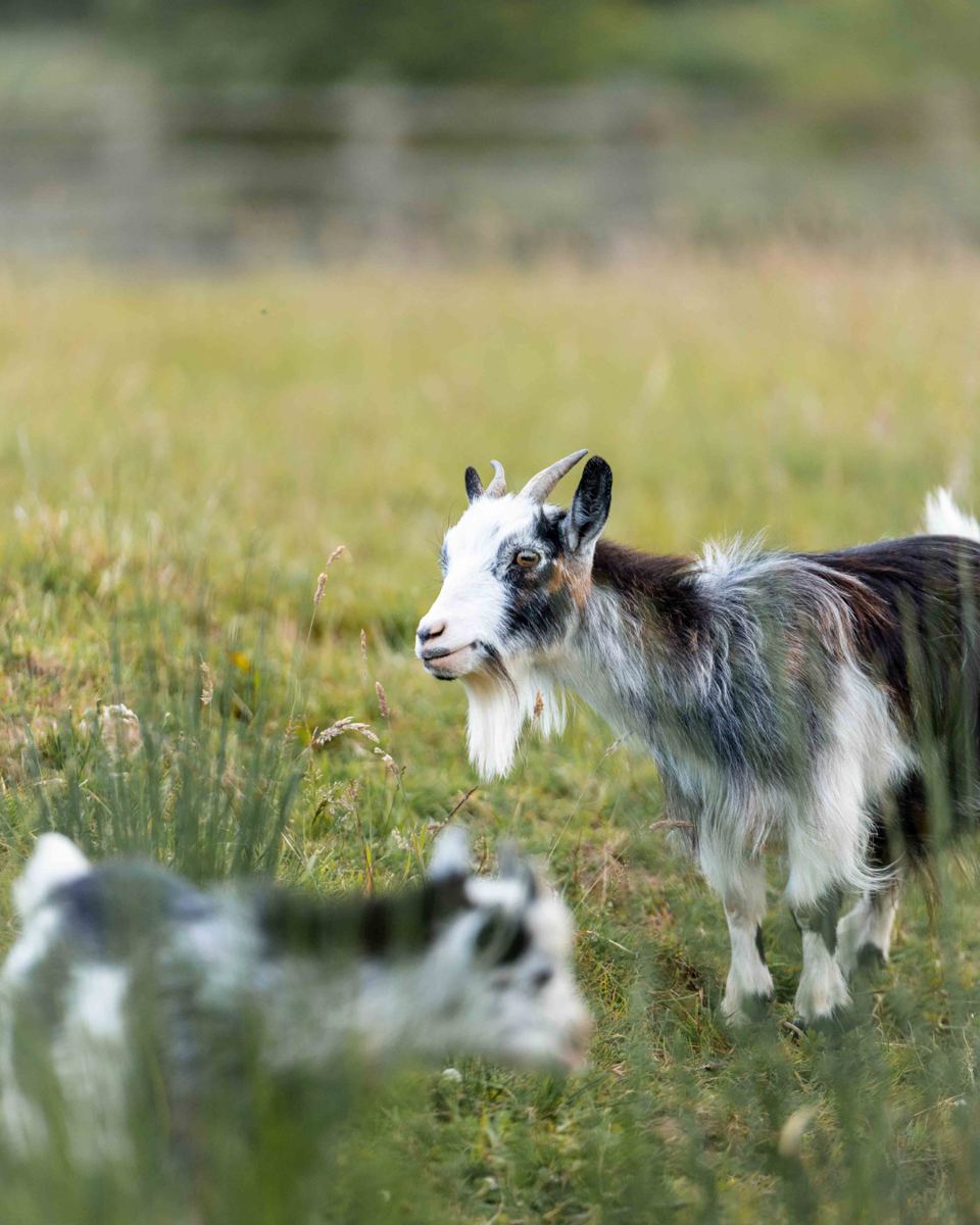 Pygmy goats in the paddock