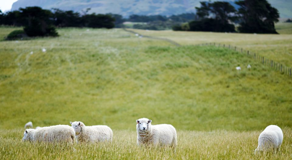Fields and sheep beside the park