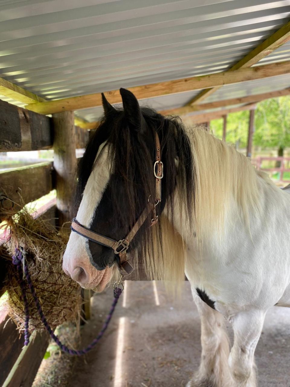 Horse in the stables