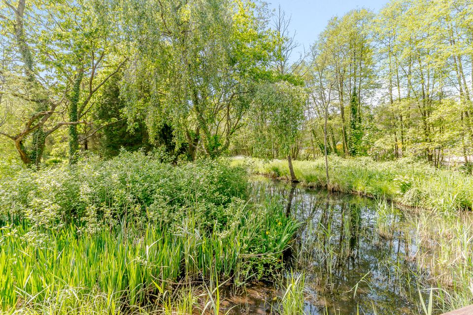 Pond among the trees
