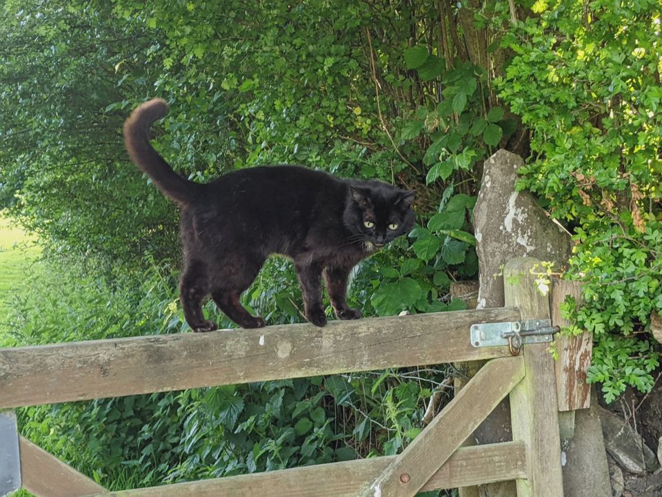 Black cat on the gate