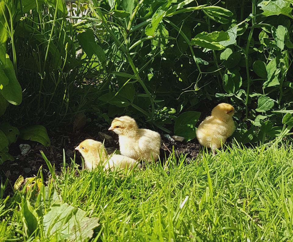 Chicks in the long grass