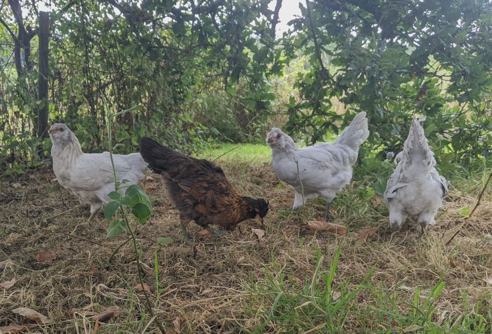 Hens on the grass