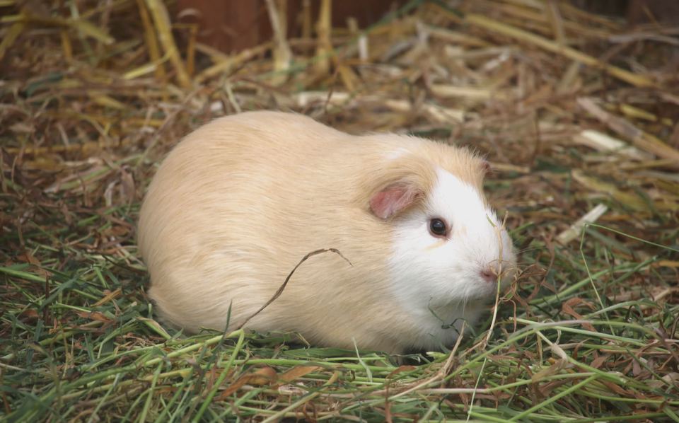 Guinea pig in the straw