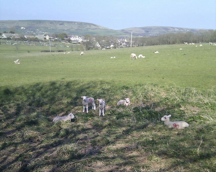 Lambs in the fields beyond