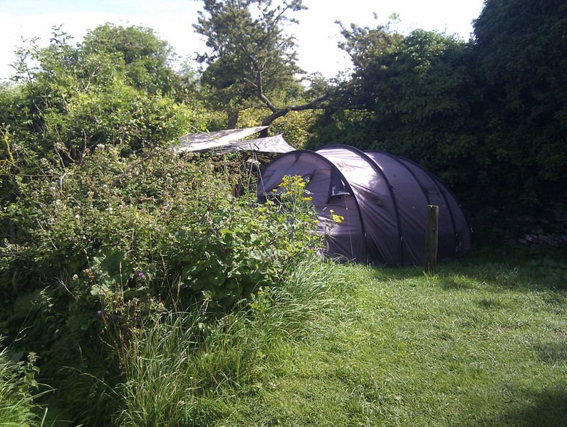 Tent beside the hedge