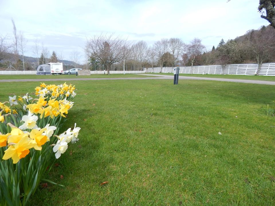 Grass pitches in spring