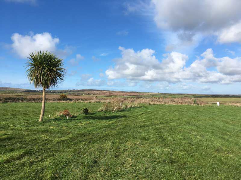 Open field with palm tree
