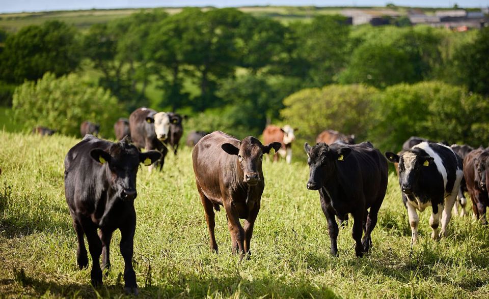 Cattle in the field