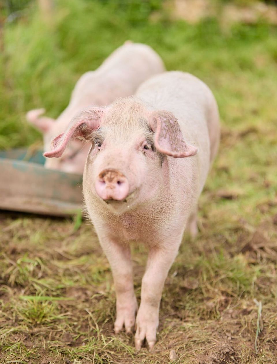 Piglet in the field