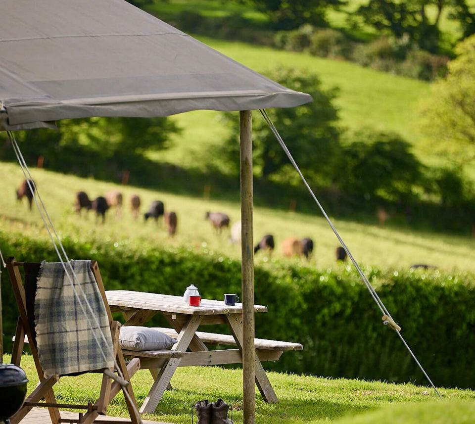 Picnic table under the canopy with cows