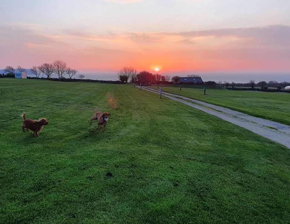 Dogs running on the grass at sunset
