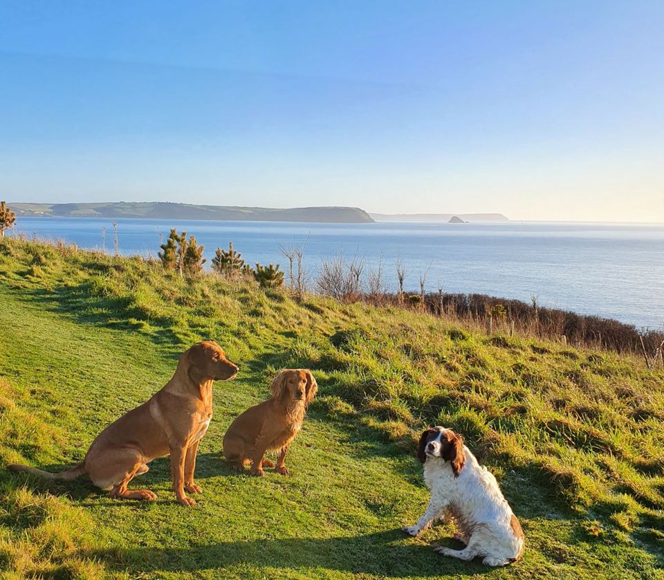Dogs on the clifftop