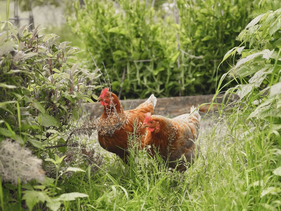 Hens in the long grass