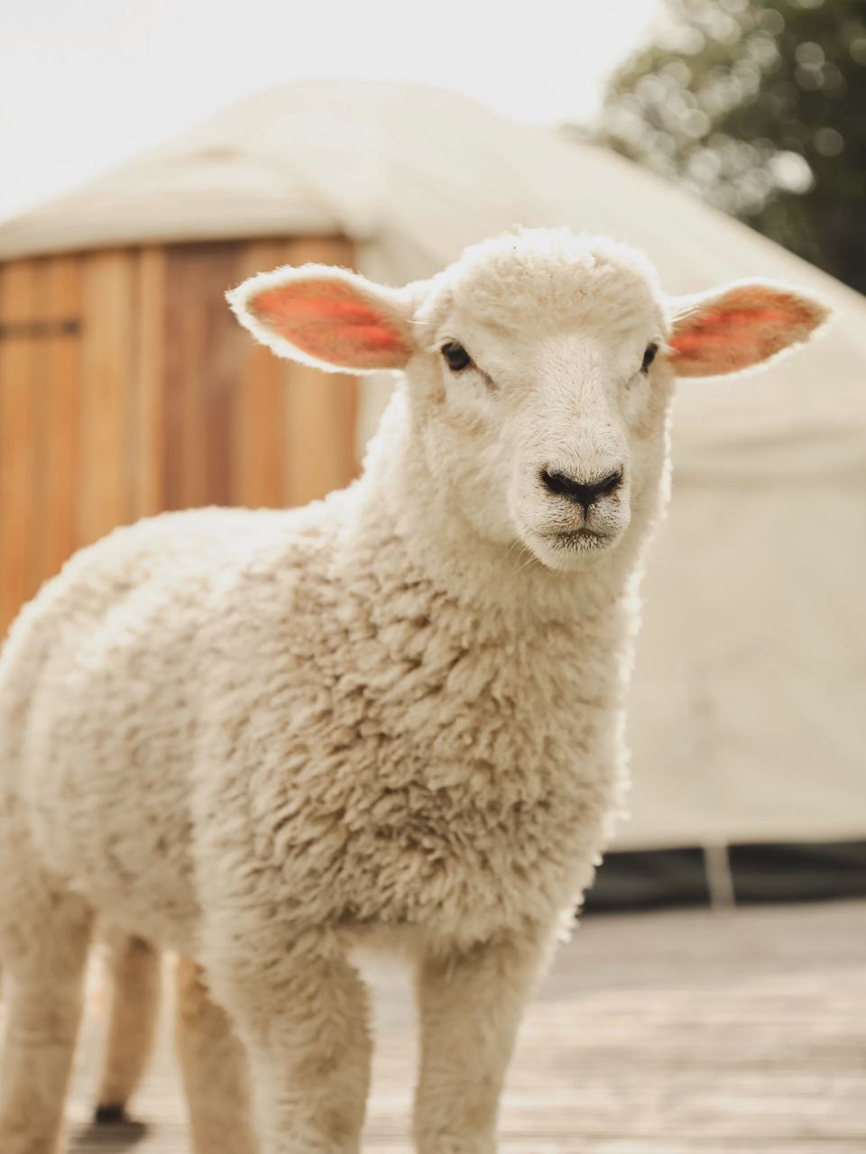 Lamb in front of a yurt