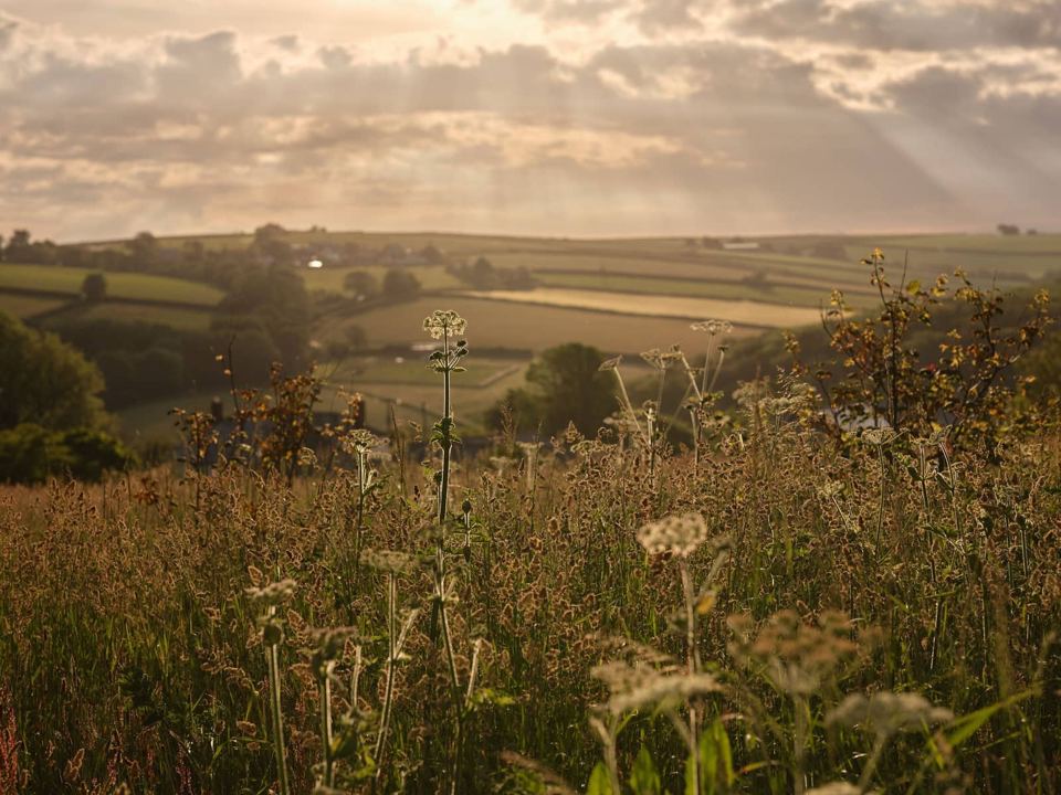 Fields and hedges at sunset