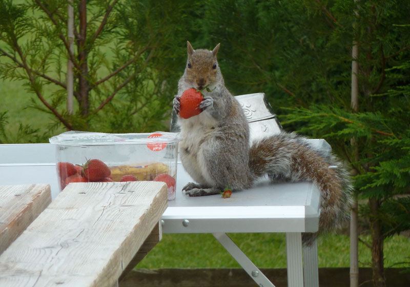 Squirrel on the picnic table