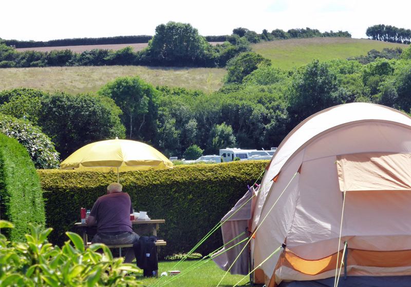 Tent beside the hedge