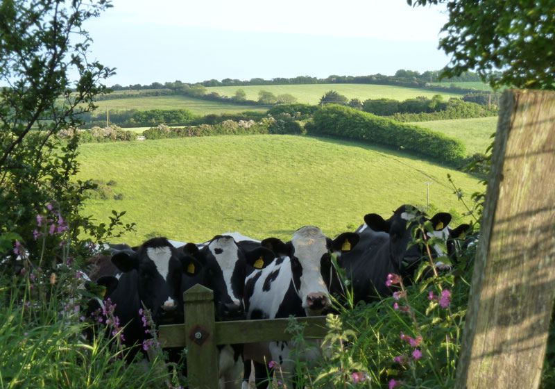 Dairy cows beside the hedge
