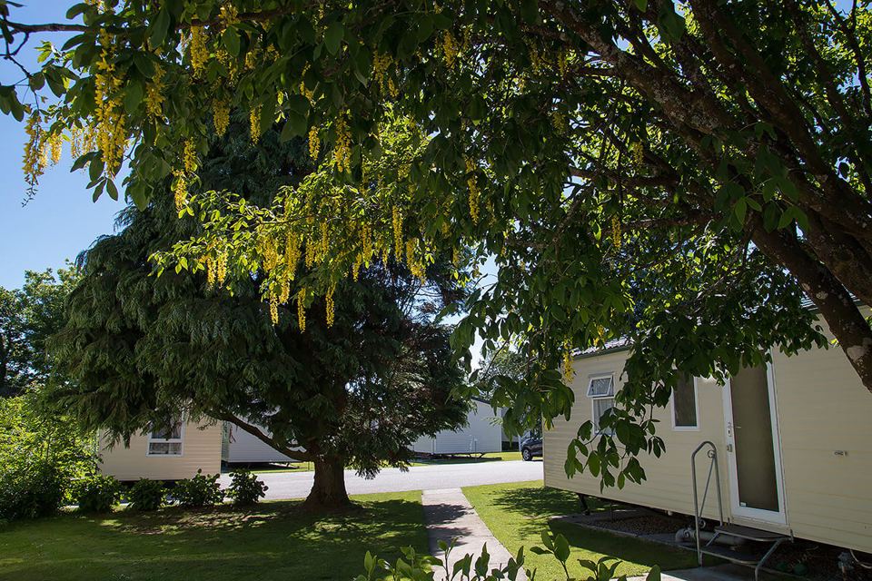 Static caravan under a golden tree