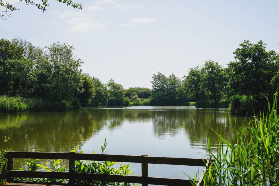 Lake with trees and reeds