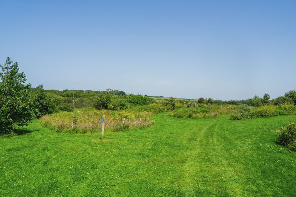 Grass field beside the reeds