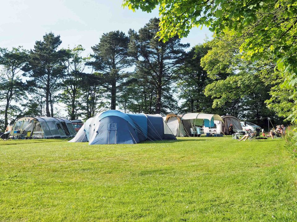 Tents pitched under the pines
