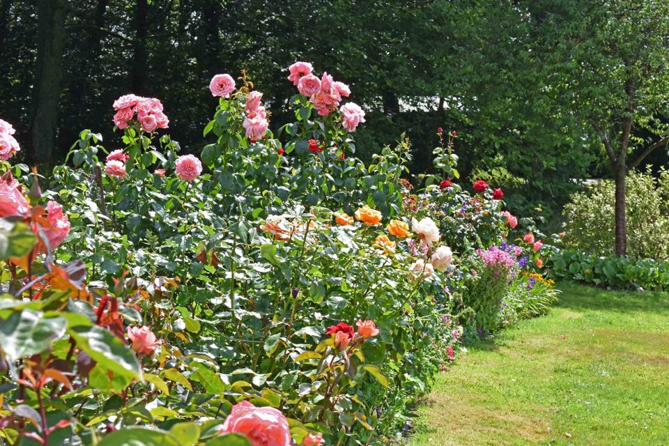 Rose beds in the grounds
