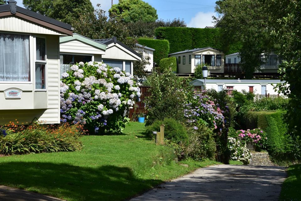 Caravans among the hydrangeas