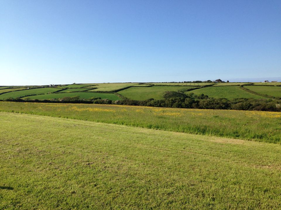 Open grass field and hedges
