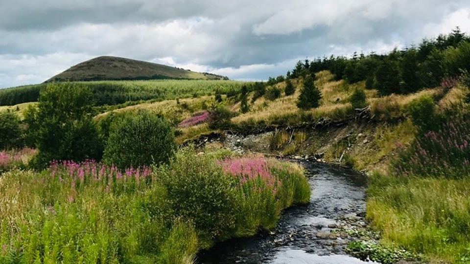 Stream and hillside in summer