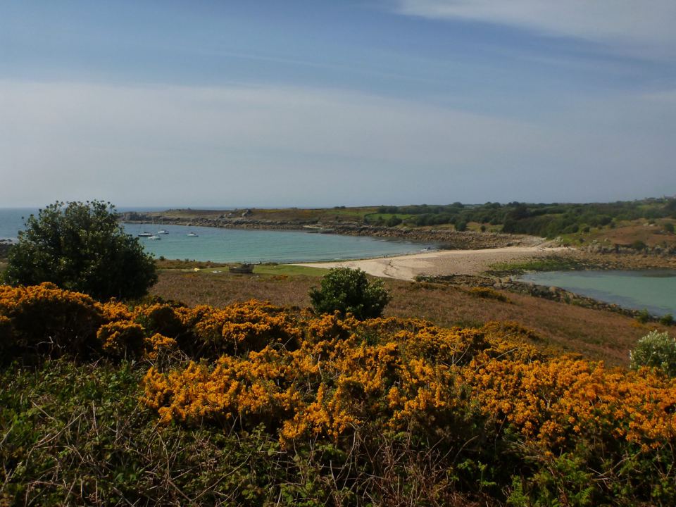 Bay and beach framed by gorse