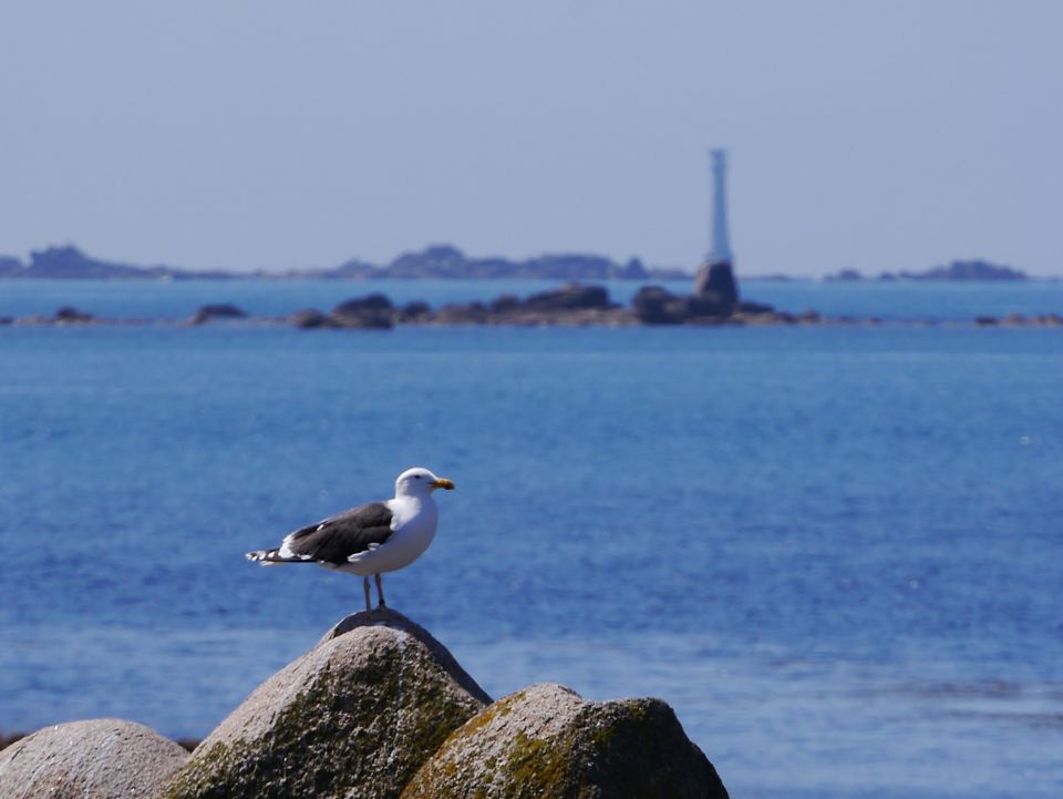 Lighthouse and gulls on the rocks